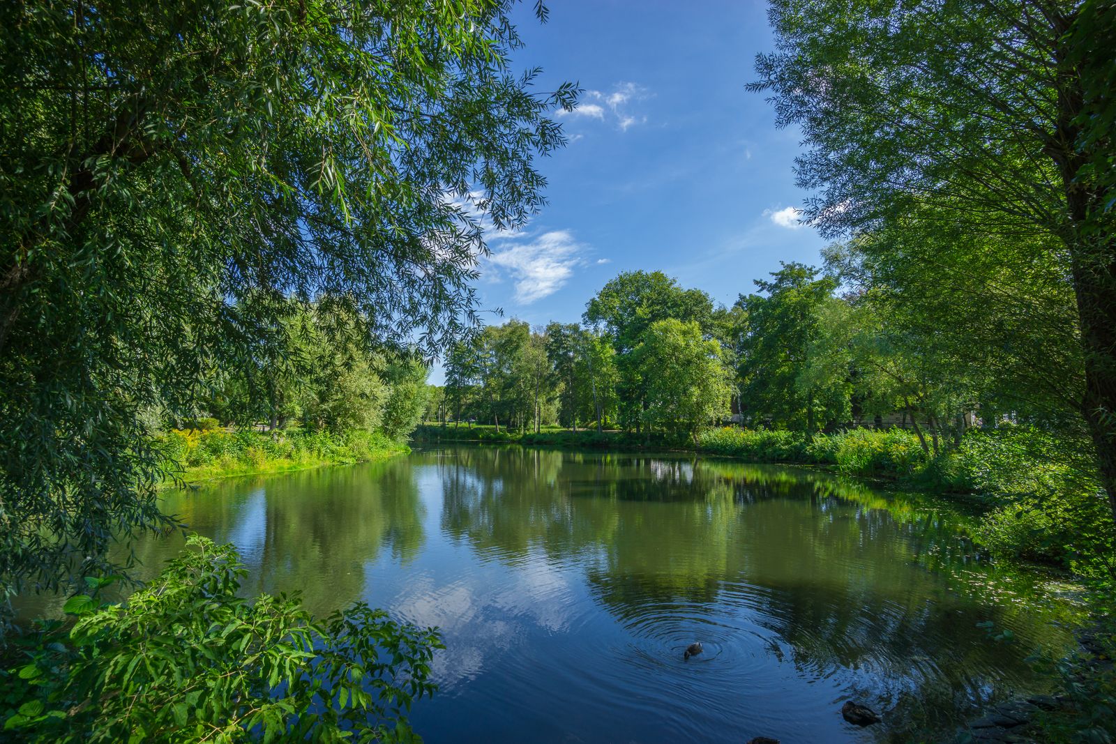 Grüne Uferlandschaft mit Bäumen und ruhigem Wasser